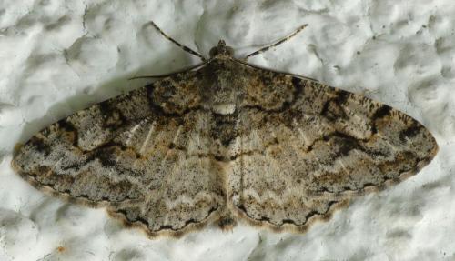 Réf. 303 443 : Alcis repandata